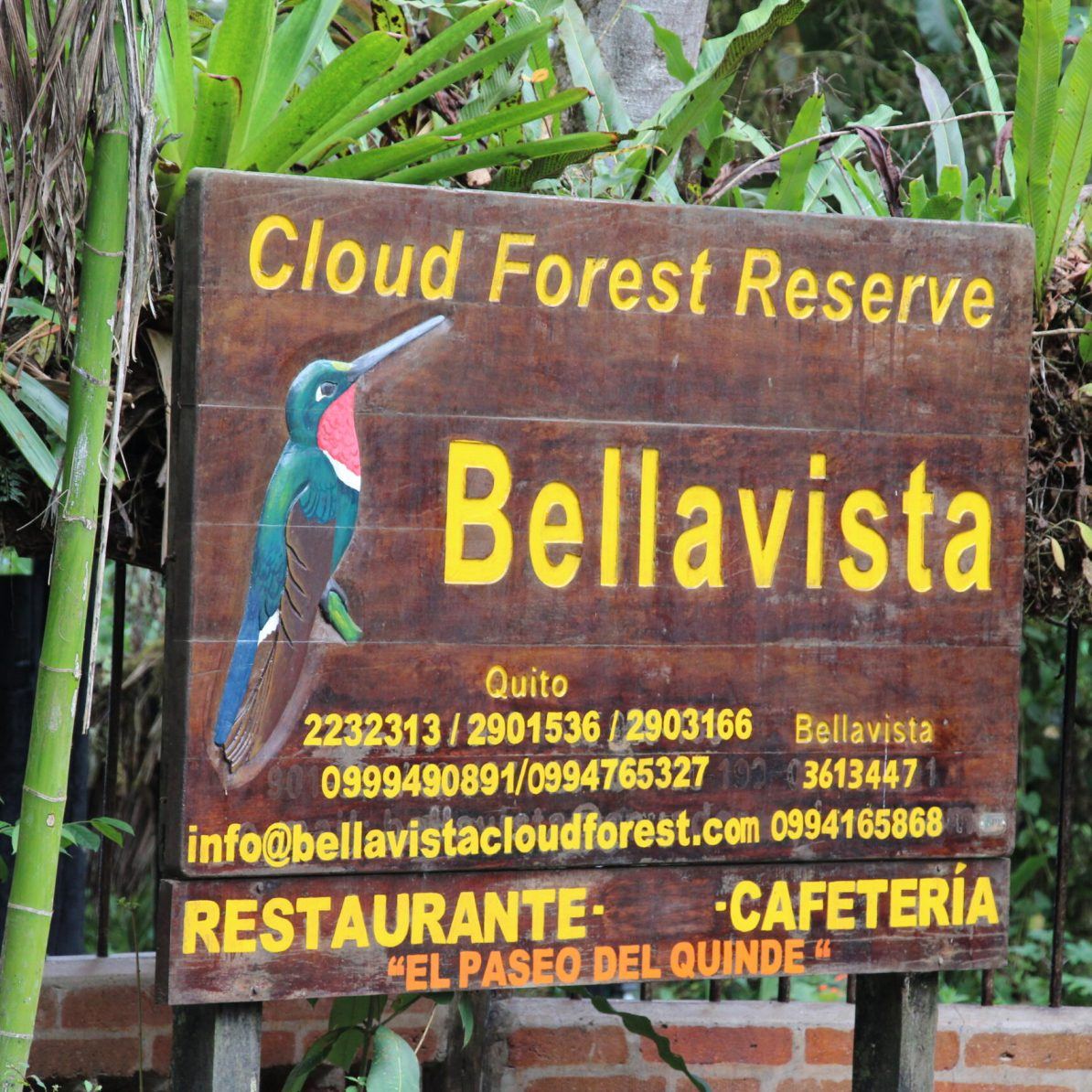 Bosque nublado en la zona turística de Nanegalito